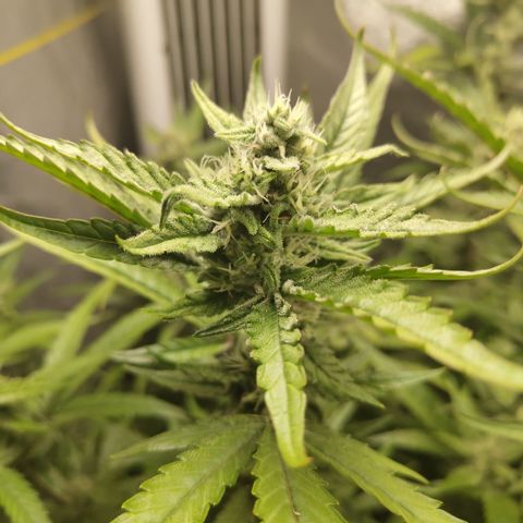 GorillaZ #2.7 growlog timeline photo