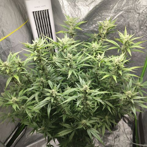 GorillaZ #2.7 growlog timeline photo