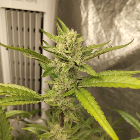 GorillaZ #2.7 growlog timeline photo