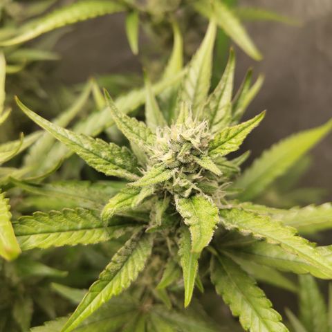 GorillaZ #2.7 growlog timeline photo