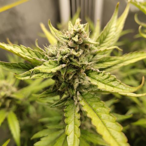 GorillaZ #2.7 growlog timeline photo