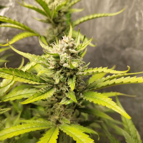 GorillaZ #2.7 growlog timeline photo