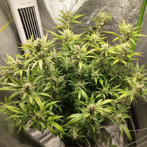 GorillaZ #2.7 growlog timeline photo