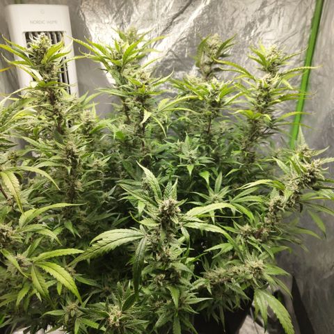 GorillaZ #2.7 growlog timeline photo