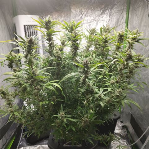 GorillaZ #2.7 growlog timeline photo