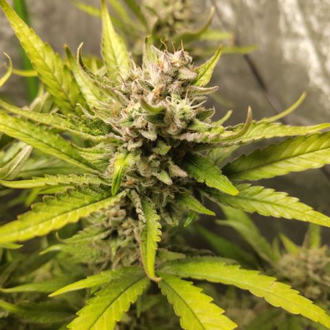 GorillaZ #2.7 growlog timeline photo