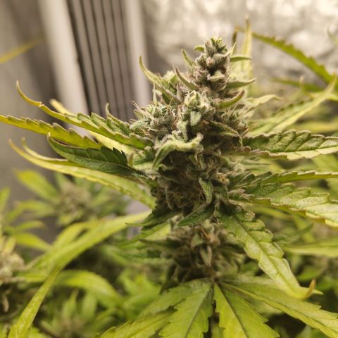 GorillaZ #2.7 growlog timeline photo