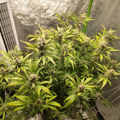 GorillaZ #2.7 growlog timeline photo