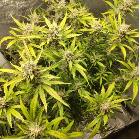 GorillaZ #2.7 growlog timeline photo