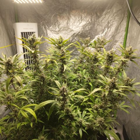 GorillaZ #2.7 growlog timeline photo