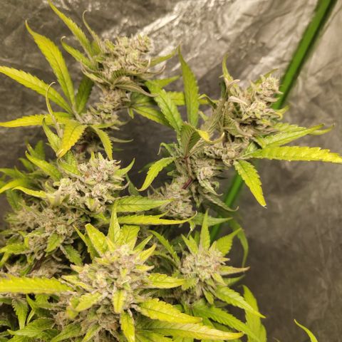 GorillaZ #2.7 growlog timeline photo