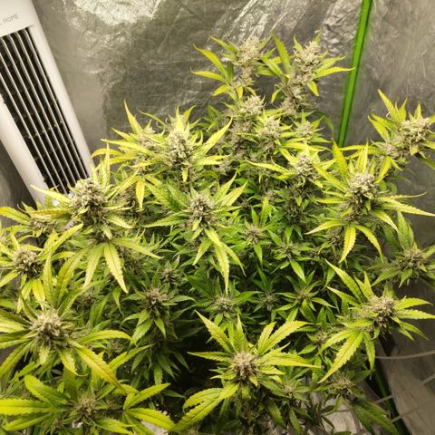 GorillaZ #2.7 growlog timeline photo