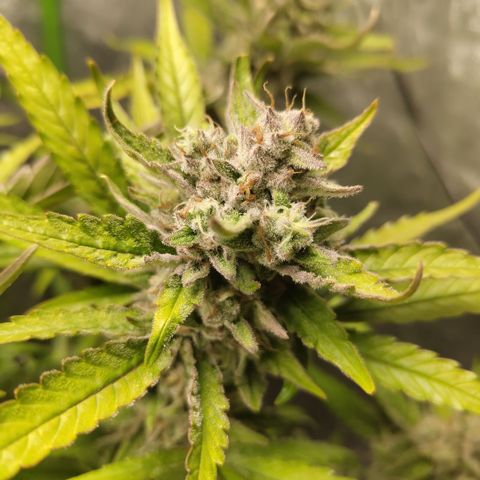 GorillaZ #2.7 growlog timeline photo