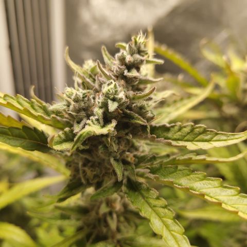 GorillaZ #2.7 growlog timeline photo