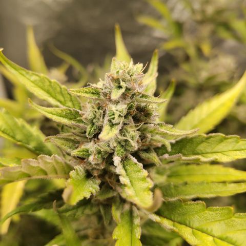 GorillaZ #2.7 growlog timeline photo