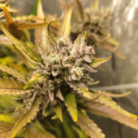 GorillaZ #2.7 growlog timeline photo