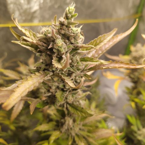 GorillaZ #2.7 growlog timeline photo