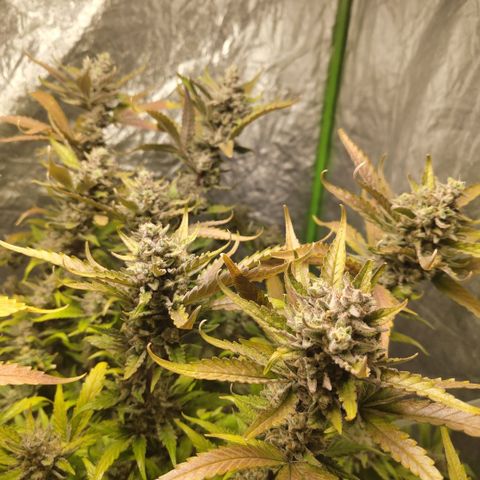 GorillaZ #2.7 growlog timeline photo