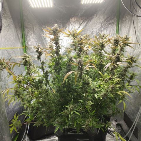 GorillaZ #2.7 growlog timeline photo