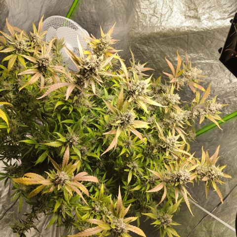 GorillaZ #2.7 growlog timeline photo