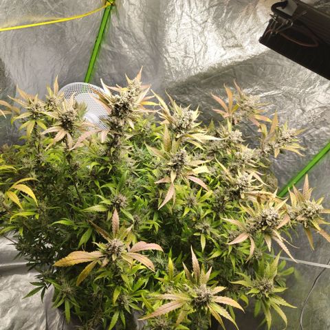 GorillaZ #2.7 growlog timeline photo
