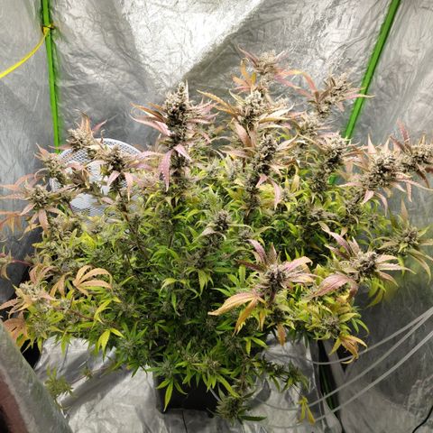 GorillaZ #2.7 growlog photo: Just before harvest