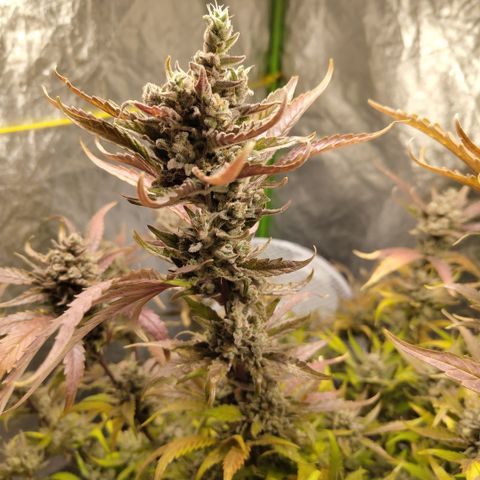 GorillaZ #2.7 growlog photo: Just before harvest