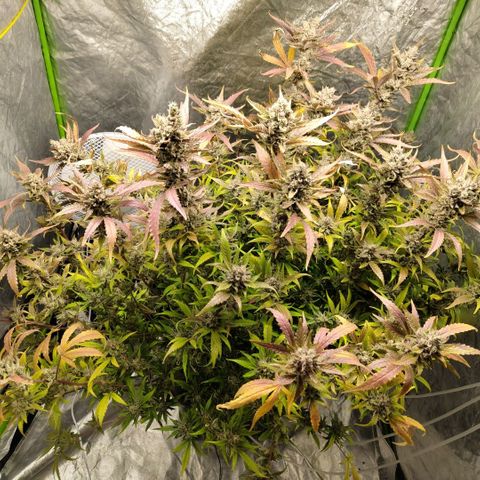 GorillaZ #2.7 growlog photo: Just before harvest