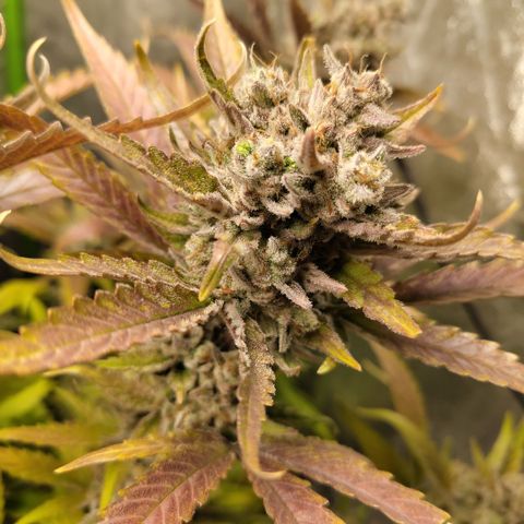 GorillaZ #2.7 growlog photo: Just before harvest