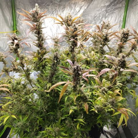 GorillaZ #2.7 growlog photo: Just before harvest