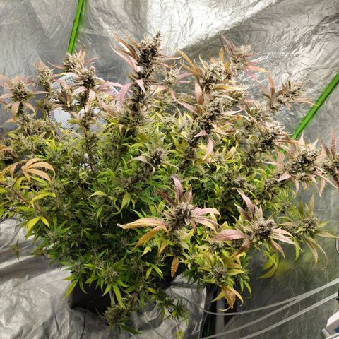 GorillaZ #2.7 growlog photo: Just before harvest
