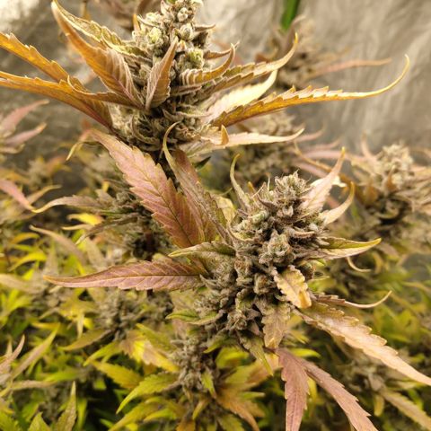 GorillaZ #2.7 growlog photo: Just before harvest