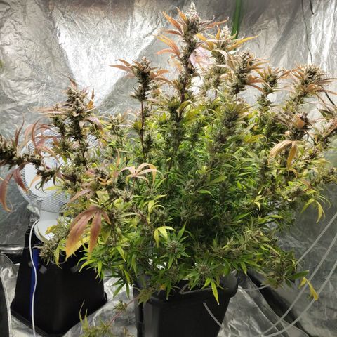 GorillaZ #2.7 growlog timeline photo