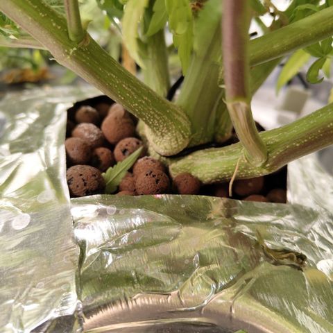 GorillaZ #2.7 growlog photo: Oops