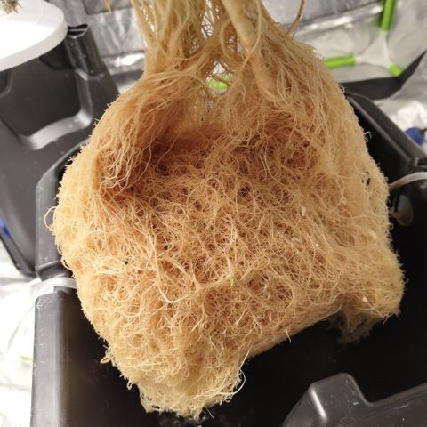 GorillaZ #2.7 growlog photo: Final roots