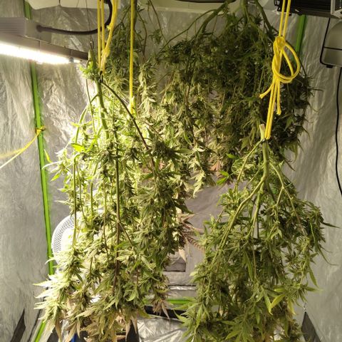 GorillaZ #2.7 growlog photo: Drying startin now