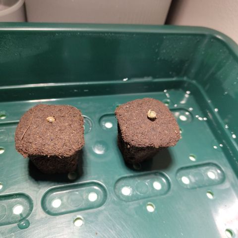 CBD Crack growlog timeline photo