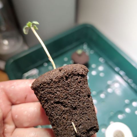 CBD Crack growlog timeline photo