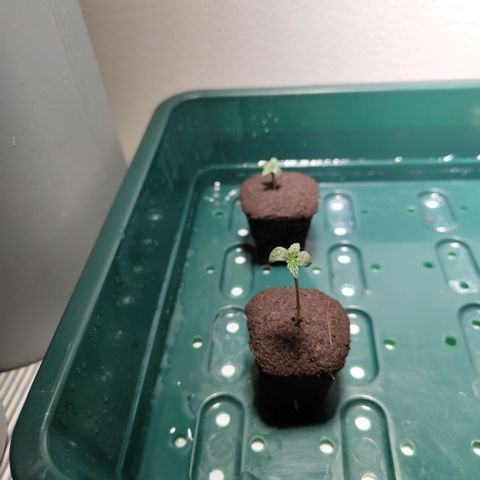 CBD Crack growlog timeline photo