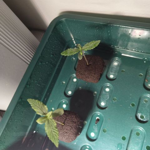 CBD Crack growlog photo: Ready be moved