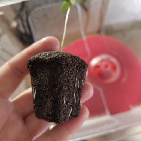 CBD Crack growlog photo: Roots