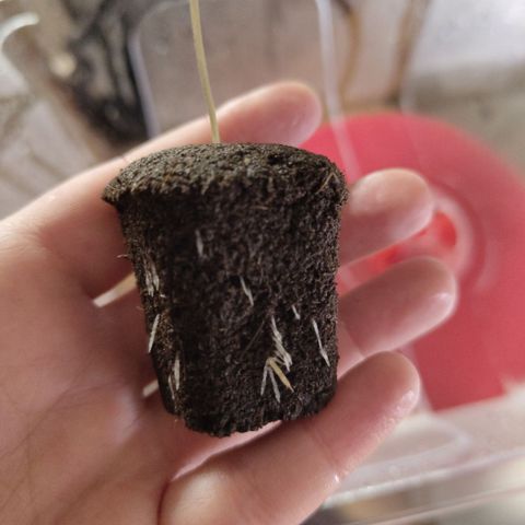 CBD Crack growlog photo: Roots