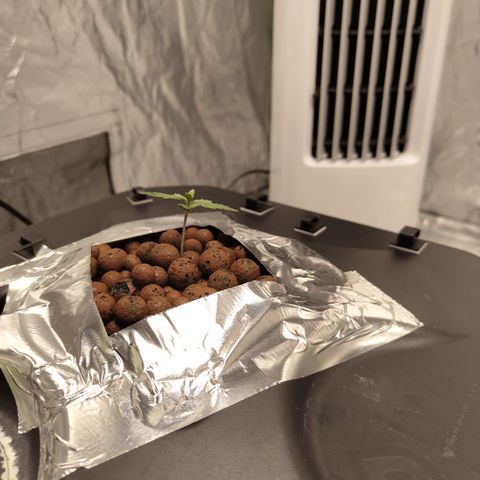 CBD Crack growlog timeline photo