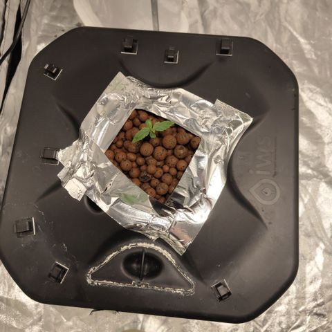 CBD Crack growlog timeline photo