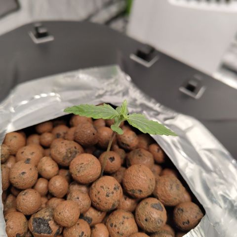 CBD Crack growlog timeline photo