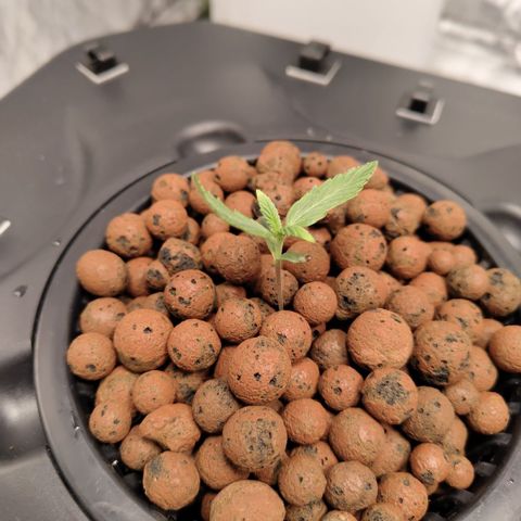 CBD Crack growlog photo: New seedling!