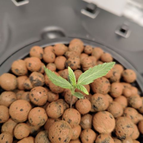 CBD Crack growlog timeline photo