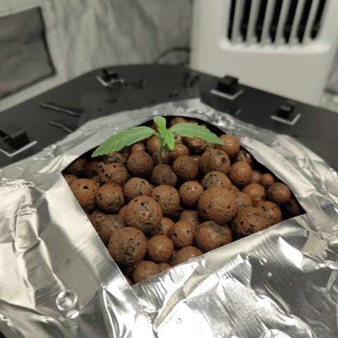 CBD Crack growlog timeline photo