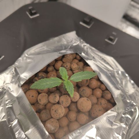 CBD Crack growlog photo: Looking ok