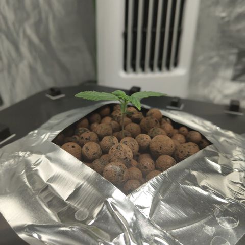 CBD Crack growlog photo: Looking ok
